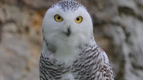 눈올빼미(bubo scandiacus)는 진짜 올빼미과에 속하는 크고 흰 올빼미입니다. 때로는 북극 올빼미, 흰 올빼미 및 북극 올빼미라고도 합니다.