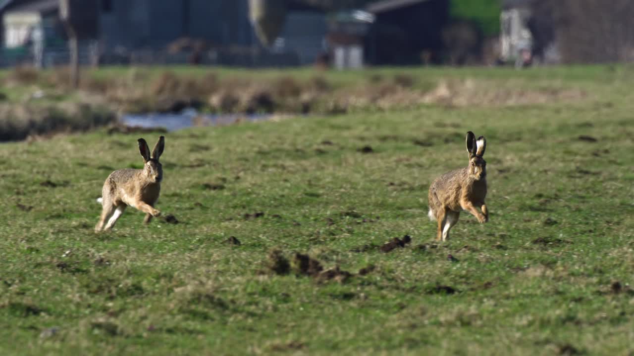 liebres corriendo en un campo