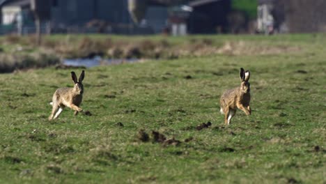 hares running in a field