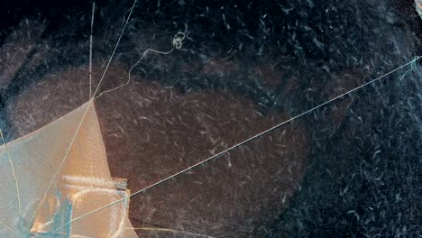 un primer plano de una jaula para la cría de peces en mar abierto