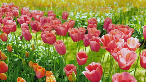Tulipanes-Rosados-En-Los-Países-Bajos