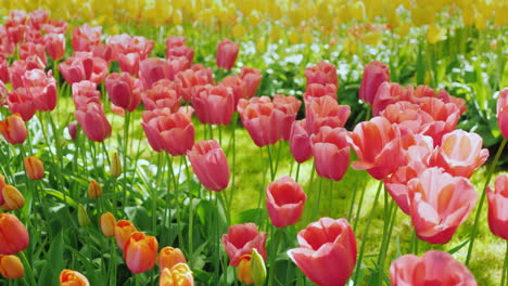 pink tulips in the netherlands