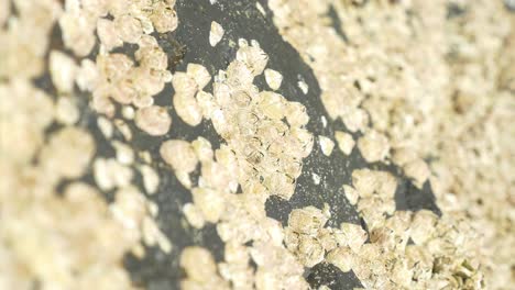 acorn barnacles on the beach rocks - coastal rocks covered in barnacles - sydney, new south wales, australia