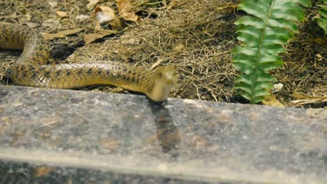 serpiente india en el parque zoológico tiro de cerca buscando presa cerca de un vaso de su jaula i hermoso tiro de cerca de serpiente india marrón en jaula detrás del vidrio moviéndose hacia la comida