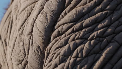 close-up of elephant skin texture