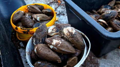 giant mussels seafood saltwater mollusc freshwater sea species harvest