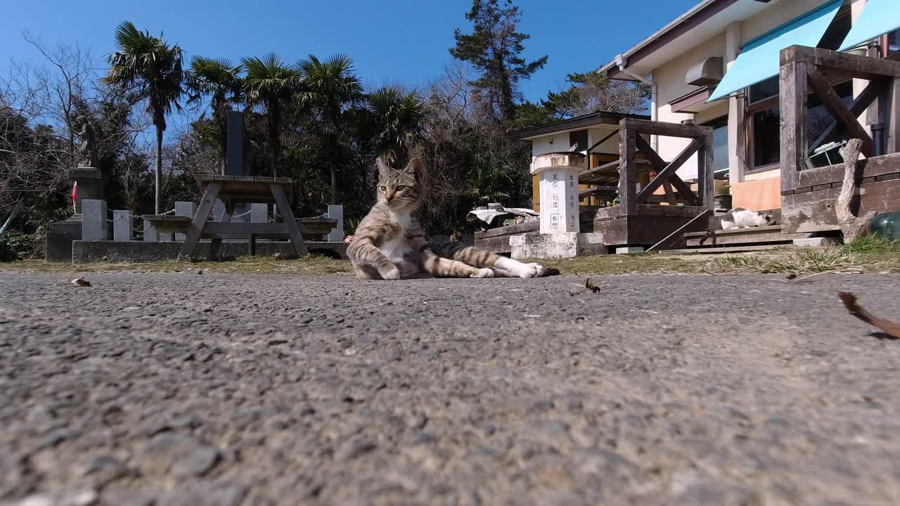 Gato fofo e bonito deitado e relaxando no chão ao ar livre