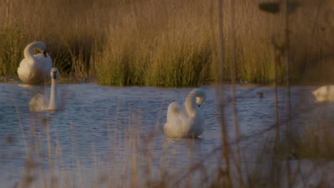 cisne de tundra en la parte este de carolina del norte