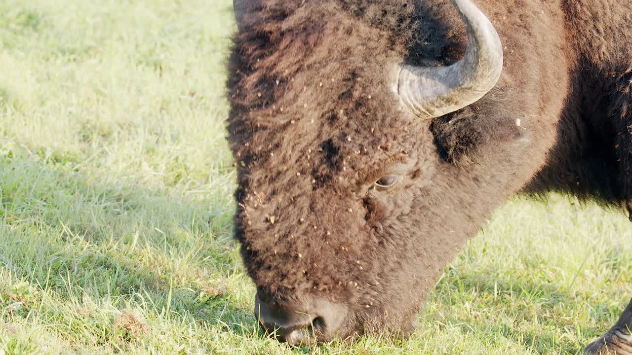 Close-up side view of woolly bison eating grass, head and face profile