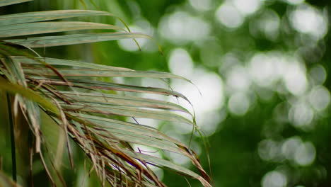 熱帯のナツメヤシの葉が夏に乾燥する