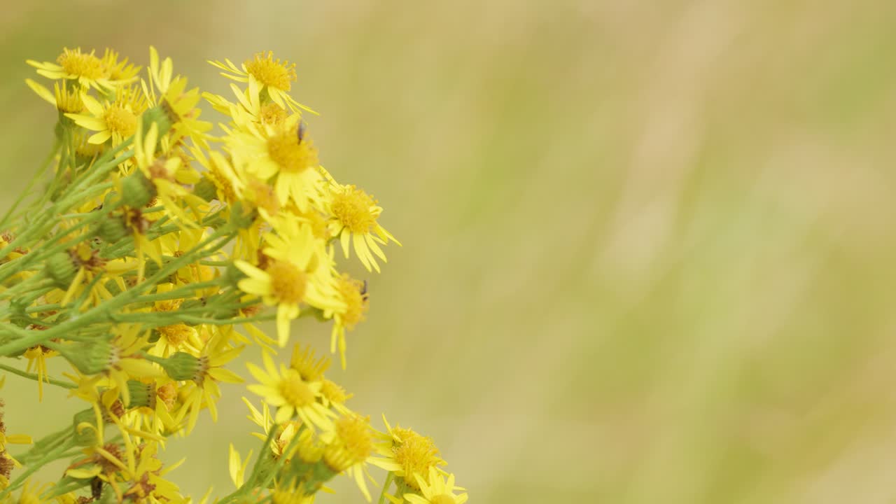A small fly lands and moves atop yellow wildflowers in a breezy, sunlit meadow with soft, blurred green background and gentle camera movement