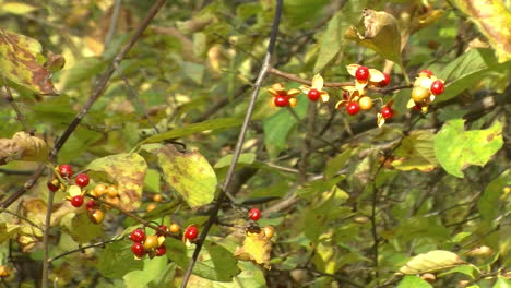 frutos rojos de la vid agridulce