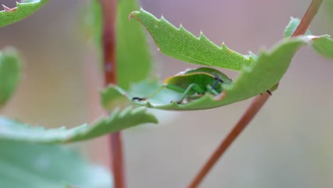 nahaufnahme eines grünen stinkkäfers