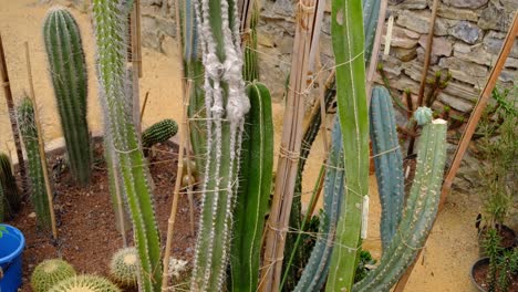 variedades raras de cactus en un invernadero