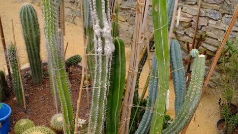 rare cactus varieties in a greenhouse