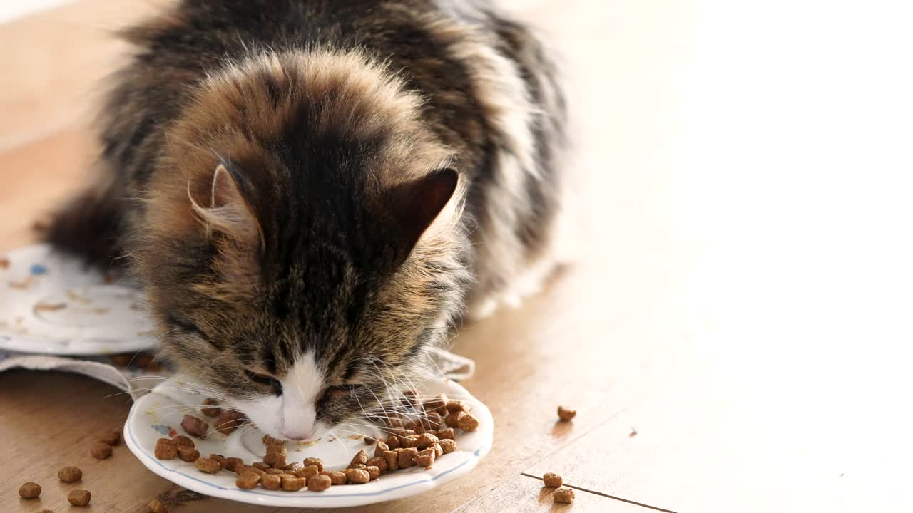 Eine getigerte Langhaarkatze frisst im Haus von einem Teller, wobei auf dem Boden noch trockenes Futter zu sehen ist. Natürliche Alltagsszene, die entspanntes Haustierverhalten in einer bewohnten häuslichen Umgebung zeigt