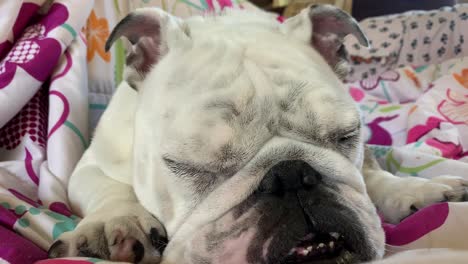 english bulldog puppy laying down