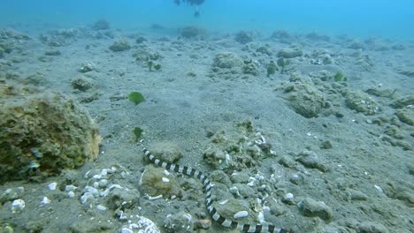 fast moving banded snake eel swimming over the ocean floor hunting prey