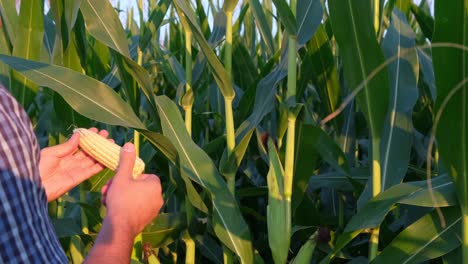 A field of corn being inspected