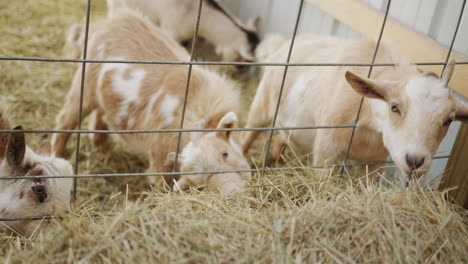 Several-goats-eat-hay-in-the-barn,-get-food-from-behind-the-fence-in-their-stall.