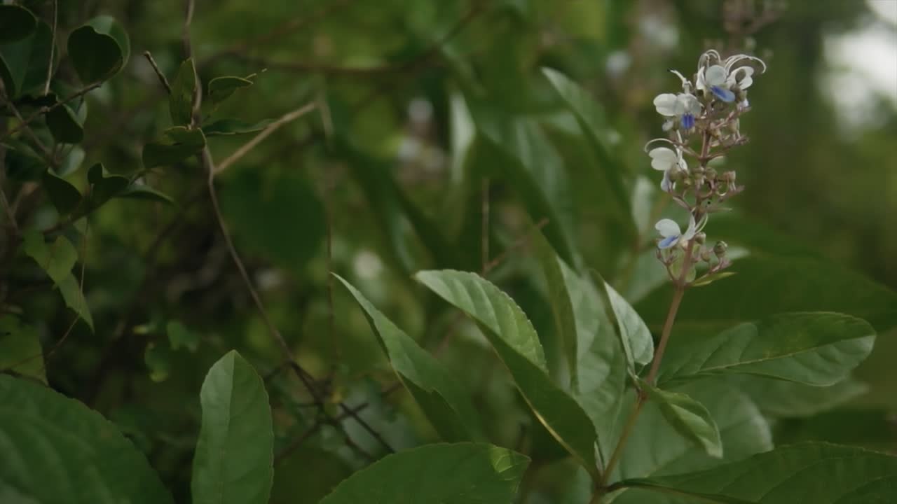 video de panorámica lenta a través de hojas verdes densas, revelando pequeñas flores blancas, movimiento constante hacia el suelo abierto con fondo desenfocado
