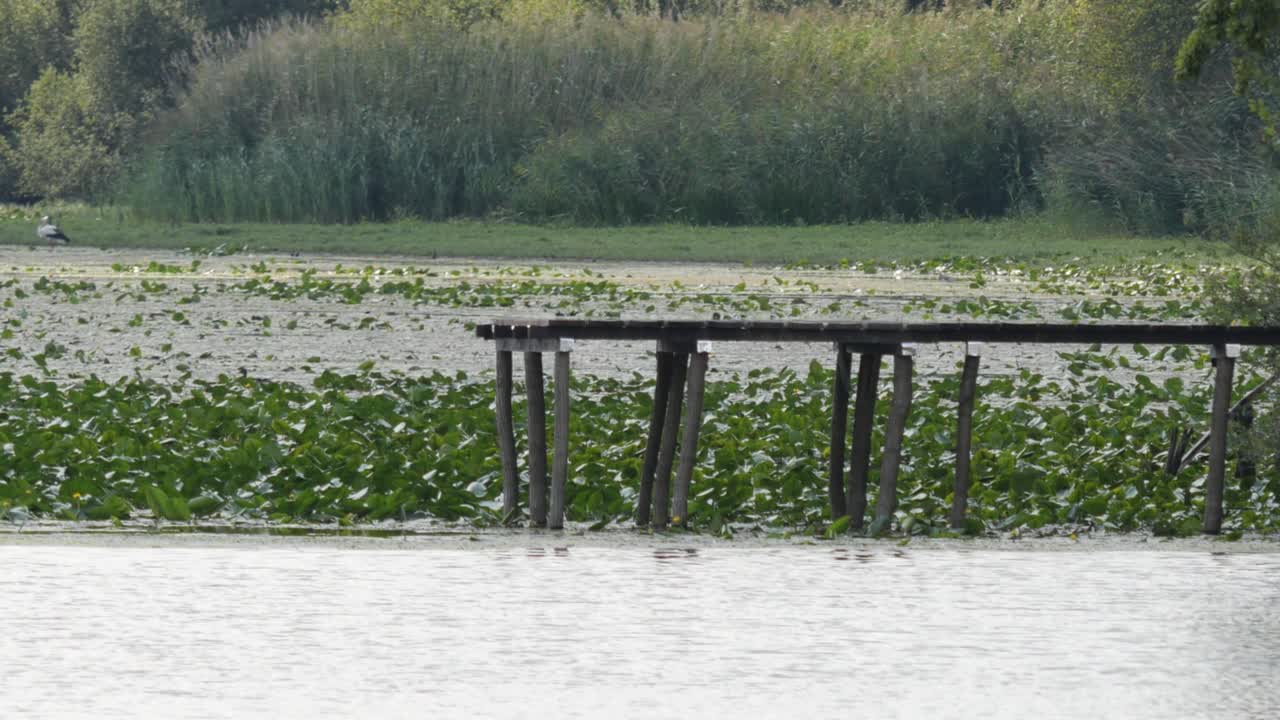 수련으로 둘러싸인 오래된 라인강에서 오래된 나무 낚시 피어