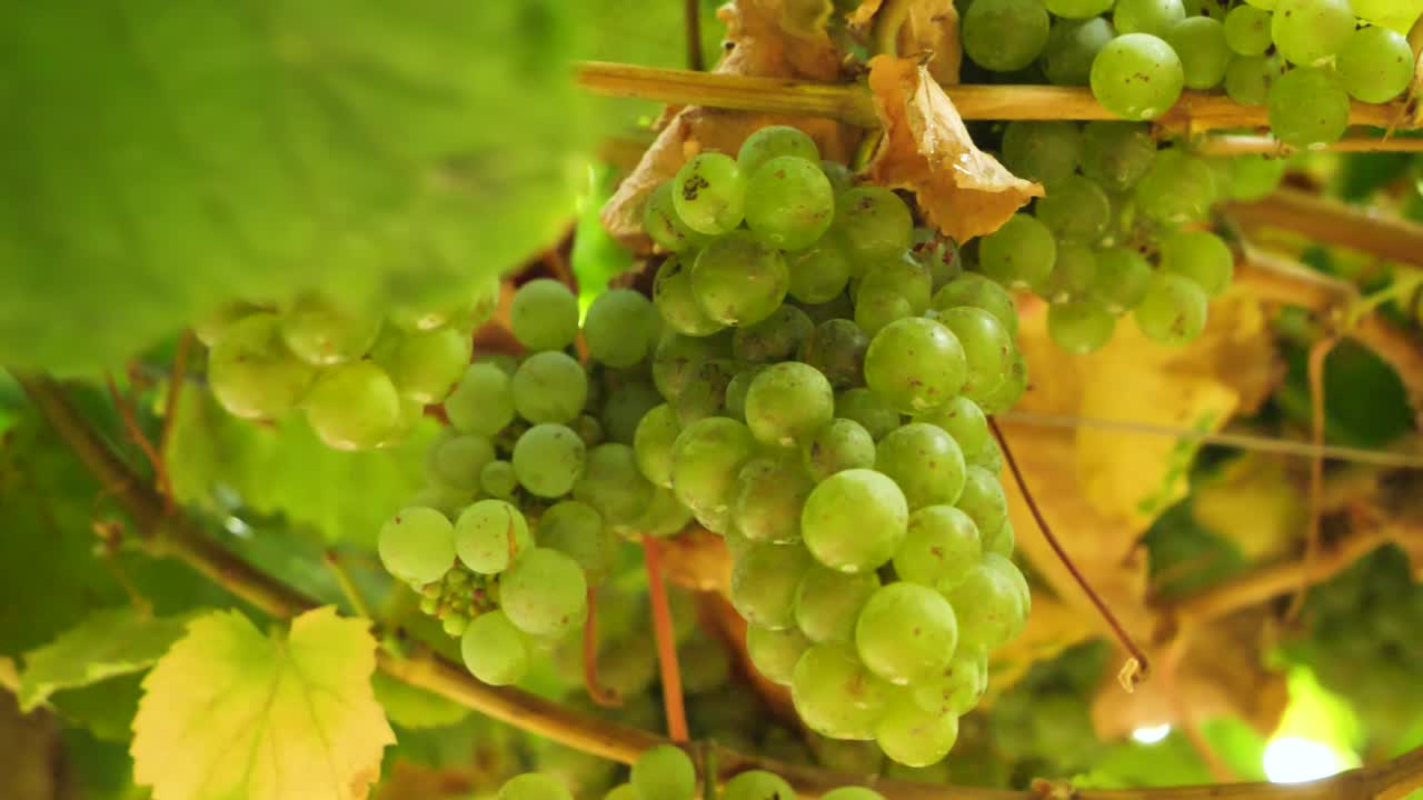 racimo de uvas maduras colgando de la vid en temporada de cosecha