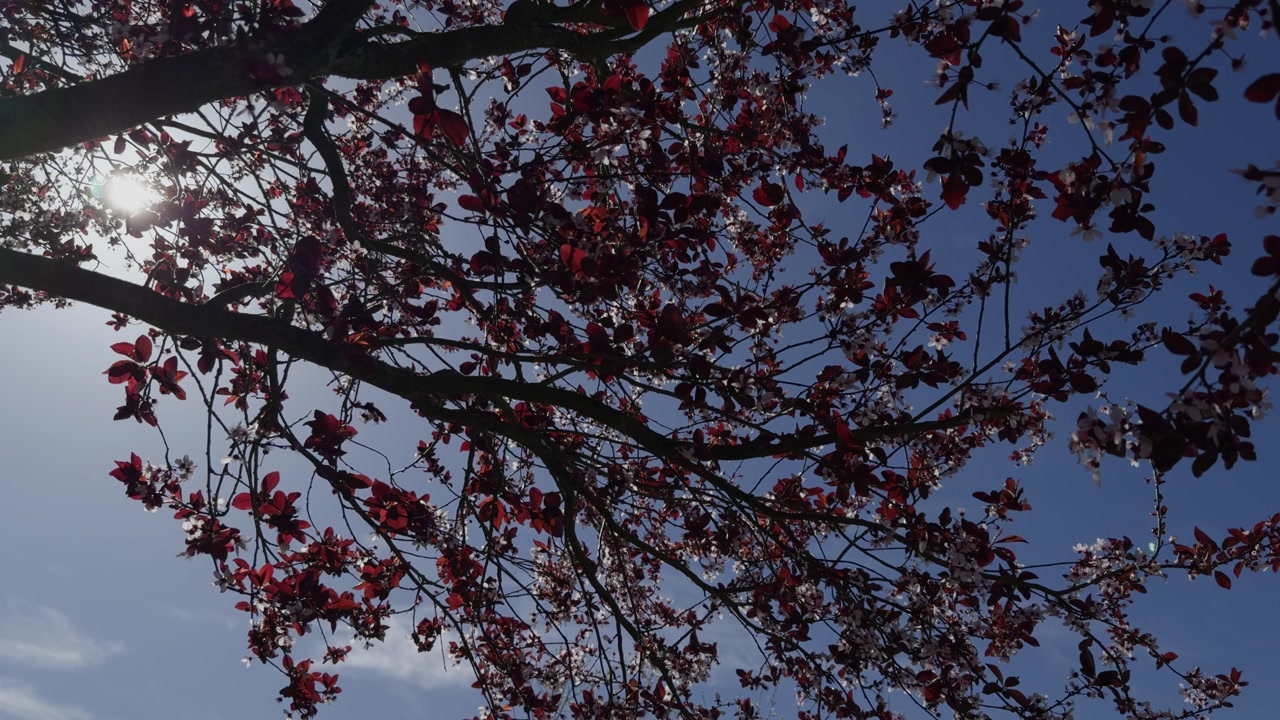 Branches Of A Beautiful Cherry Plum With Dark Red Leaves And White Flowers