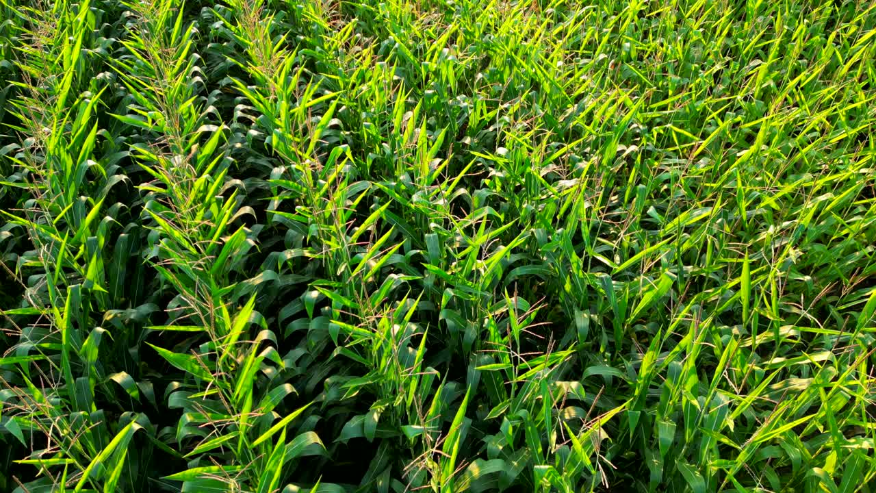 campos de tallos de maíz que brillan sobre la puesta de sol primer plano cultivos verdes cultivar tiempo de temporada