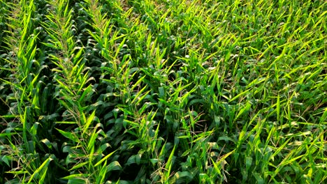 campos de tallos de maíz que brillan sobre la puesta de sol primer plano cultivos verdes cultivar tiempo de temporada