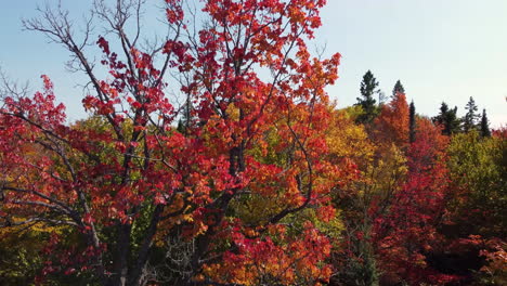 Drone flying close to a tree with magnificent red and orange leaves color of fall later reveals the vast landscape of Algonquin Provincial Park, Ontario, Canada