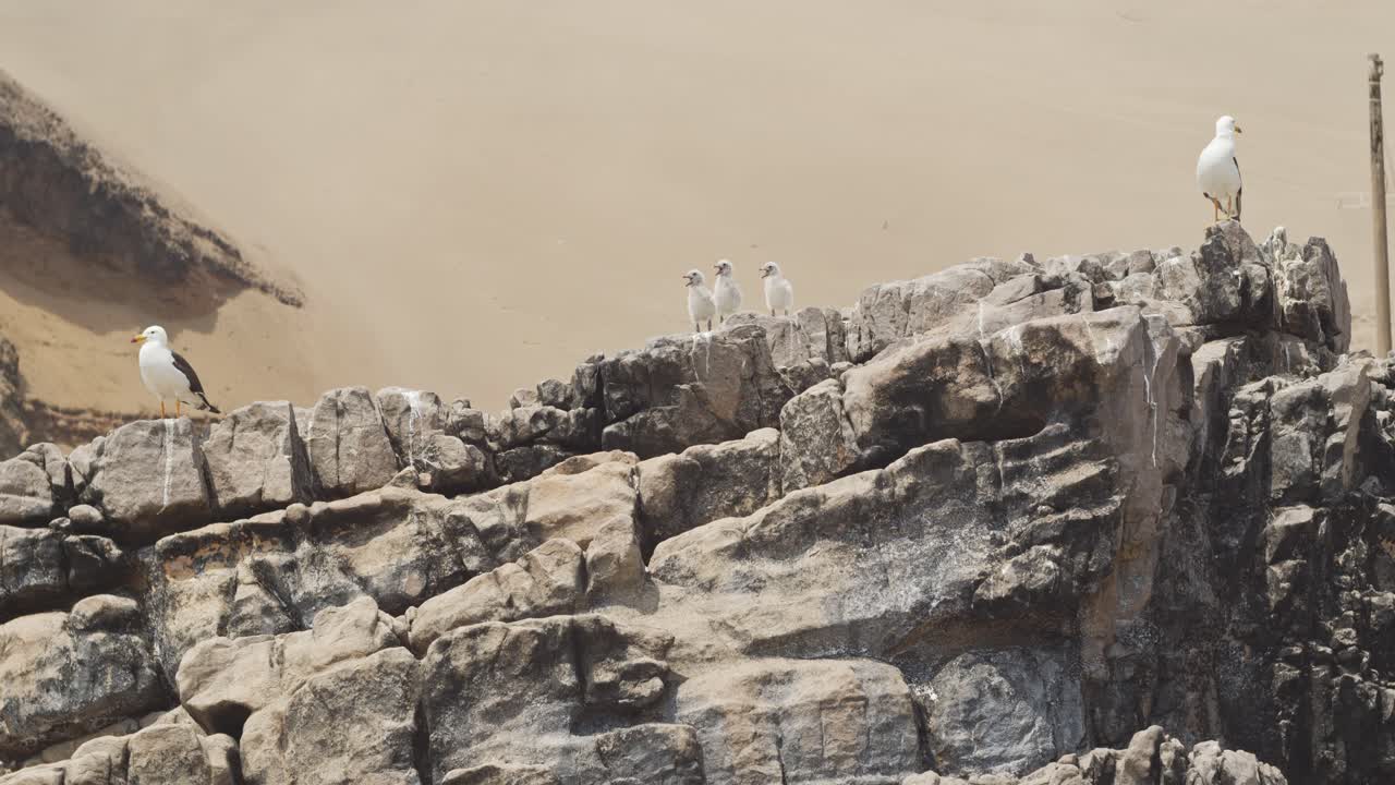 바위에 부모와 함께 앉아 갈매기 아기