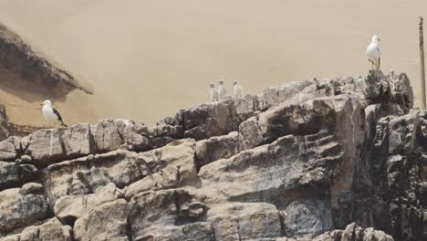 Möwenbabys,-Die-Mit-Den-Eltern-Auf-Felsen-Sitzen