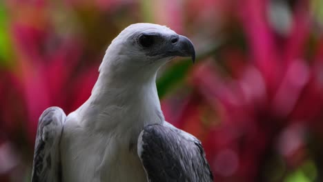 Mirando-Hacia-La-Derecha-Mientras-La-Cámara-Se-Desliza-Hacia-La-Izquierda-Alejándose,-águila-Marina-De-Vientre-Blanco-Haliaeetus-Leucogaster,-Filipinas