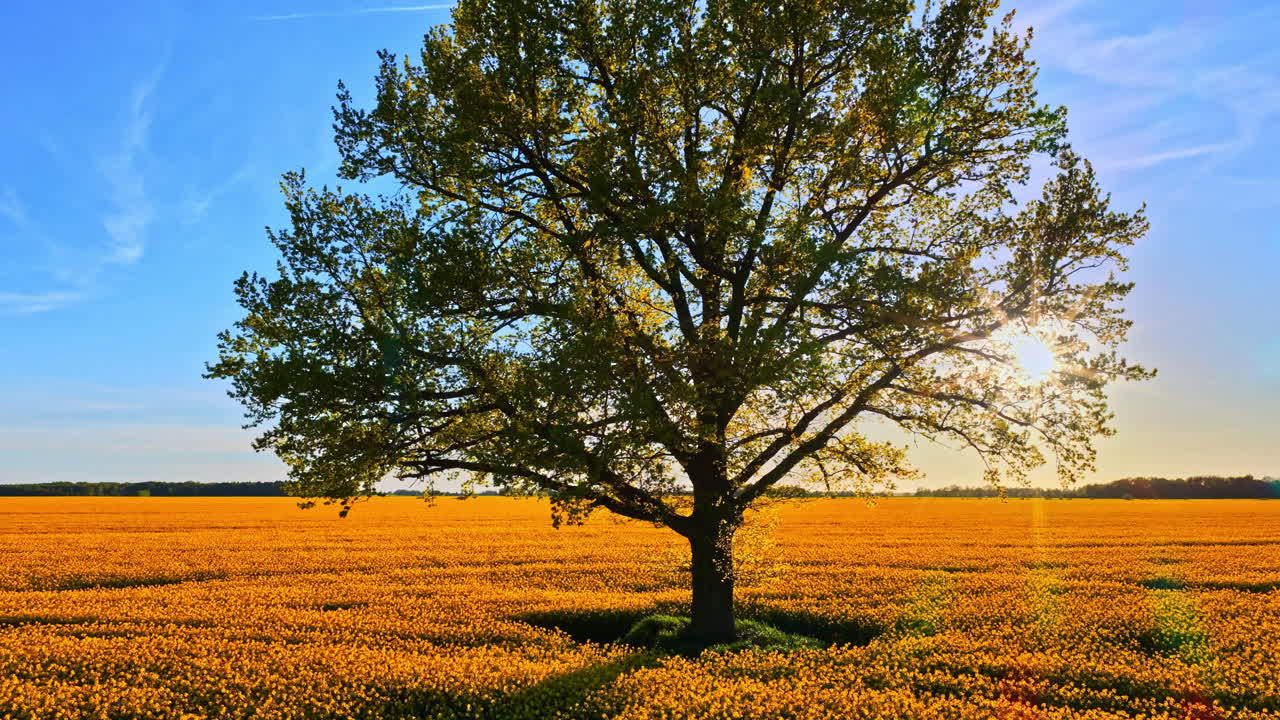 Sunrise over yellow field sun glare tree nature calm serene nature landscape