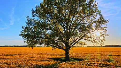 sunrise over yellow field sun glare tree nature calm serene nature landscape