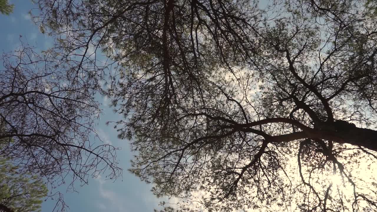 하늘과 나무의 소용돌이의 느린 샷