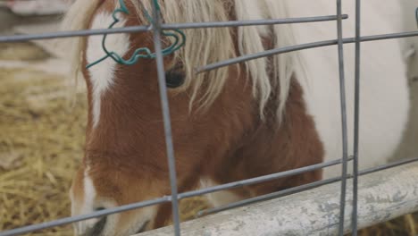 caballo belga dentro del paddock en una granja de campo - toma de primer plano