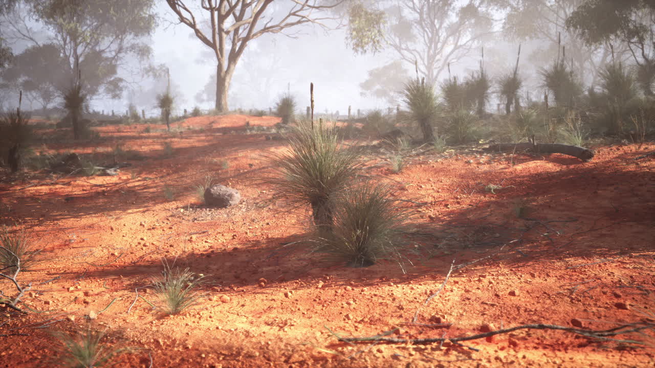 una tranquila escena de la selva australiana