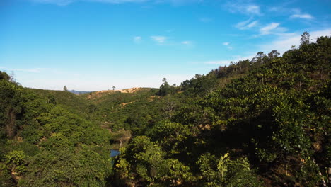 coffee plantation in southern vietnam highlands