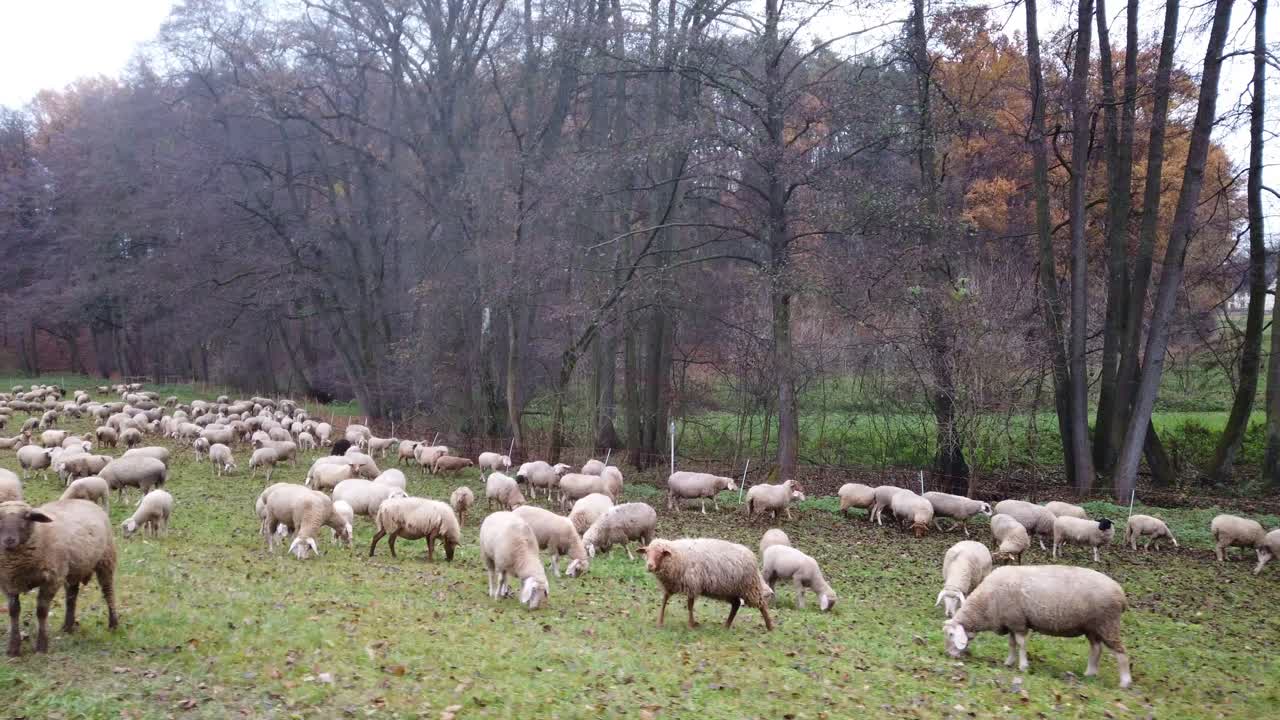 rebaño de ovejas blancas en pastos verdes en recinto al aire libre
