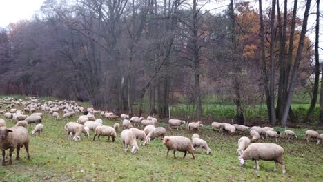 Herd-of-white-sheeps-on-green-pasture-in-outdoor-enclosure