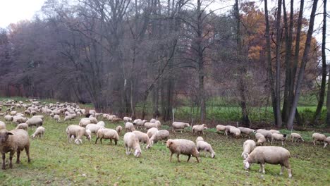 herd of white sheeps on green pasture in outdoor enclosure