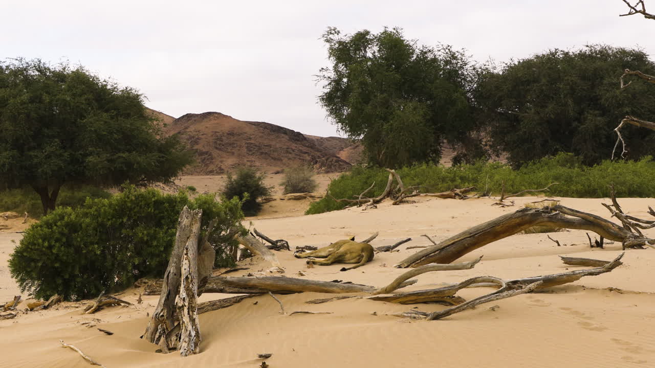 Desert adapted lioness Charly on her side in the middle of a sandy area in Namibia's Hoanib Valley, surrounded by bushes, trees, and dry wood. Rocky hills can be seen in the background. Long shot.