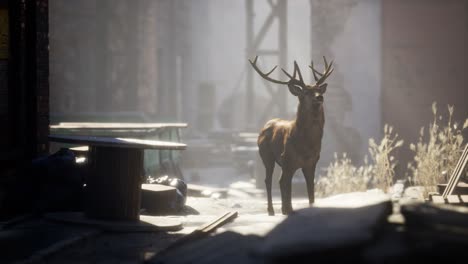 wild deer rooming around the streets in abandoned city