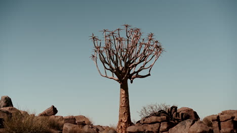 quiver tree in the african desert