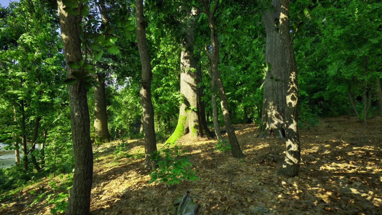 Lush green forest with sunlight filtering through trees in mid afternoon