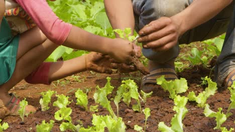 Manos-Recogiendo-Ensalada-En-Un-Campo-De-Asia