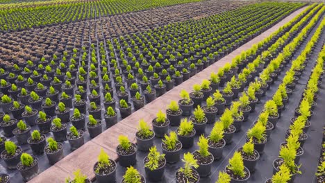 tree and flower seedlings in pots.