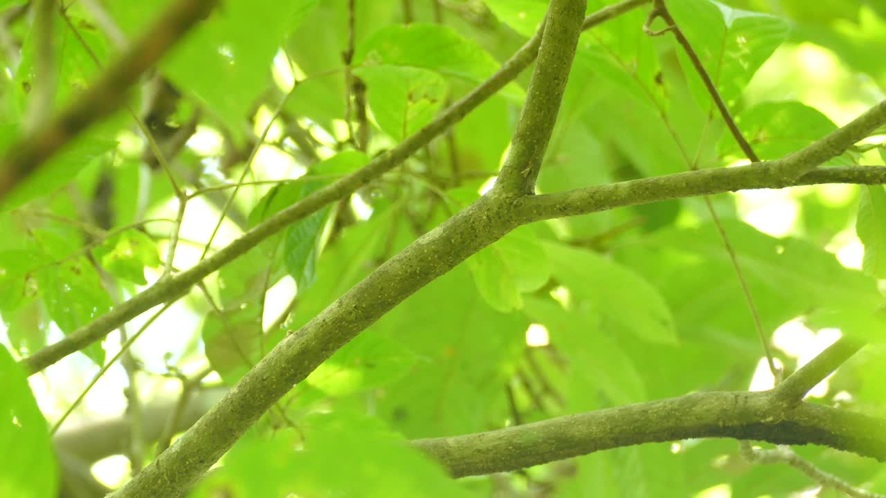 Large tropical bird with yellow belly sitting on a branch and flying off. Portrait of a female Gartered Trogon sitting on a branch in a Costa Rica rainforest.